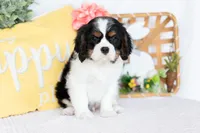 Henry, a male Cavalier King Charles Spaniel for sale in Shipshewana, IN – Photo 4 of 5
