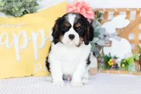 Henry, a male Cavalier King Charles Spaniel for sale in Shipshewana, IN – Photo 3 of 5