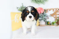 Henry, a male Cavalier King Charles Spaniel for sale in Shipshewana, IN – Photo 2 of 5