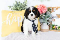 Henry, a male Cavalier King Charles Spaniel for sale in Shipshewana, IN – Photo 5 of 5
