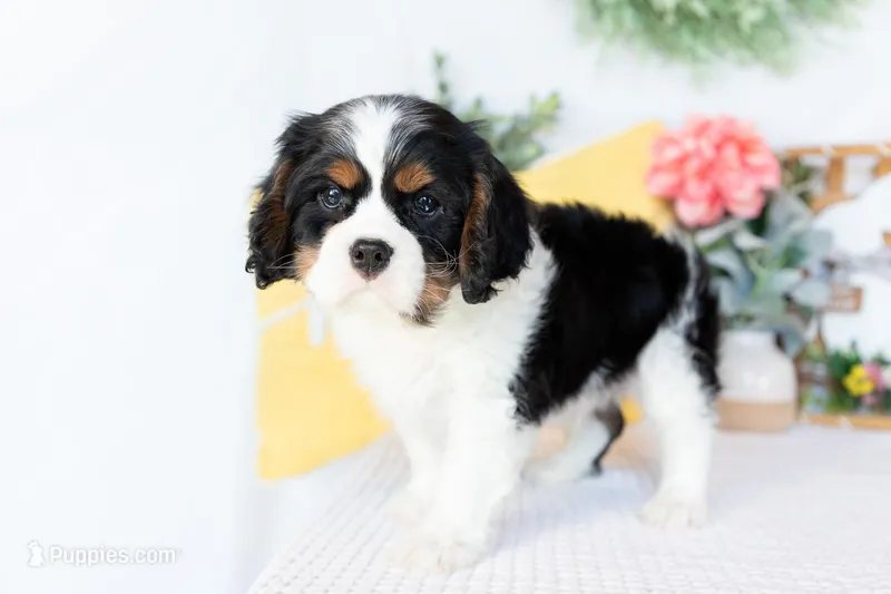 Henry – Cavalier King Charles Spaniel puppy for sale in Shipshewana, IN