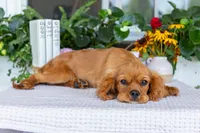 Ranger, a male Cavalier King Charles Spaniel for sale in Shipshewana, IN – 2 of 4