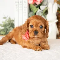 Aurora, a female Cavalier King Charles Spaniel for sale in Shipshewana, IN – Photo 2 of 4