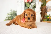 Aurora, a female Cavalier King Charles Spaniel for sale in Shipshewana, IN – Photo 2 of 4
