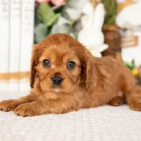 Aurora, a female Cavalier King Charles Spaniel for sale in Shipshewana, IN – Photo 1 of 4