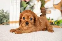 Aurora, a female Cavalier King Charles Spaniel for sale in Shipshewana, IN – Photo 1 of 4