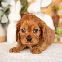 Aurora, a female Cavalier King Charles Spaniel for sale in Shipshewana, IN – Photo 4 of 4