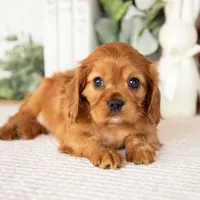 Aurora, a female Cavalier King Charles Spaniel for sale in Shipshewana, IN – Photo 3 of 4