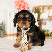Harrison, a male Cavalier King Charles Spaniel for sale in Shipshewana, IN – Photo 1 of 4