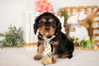 Harrison, a male Cavalier King Charles Spaniel for sale in Shipshewana, IN – Photo 3 of 4