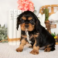 Harrison, a male Cavalier King Charles Spaniel for sale in Shipshewana, IN – Photo 4 of 4