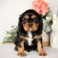 Harrison, a male Cavalier King Charles Spaniel for sale in Shipshewana, IN – Photo 3 of 4