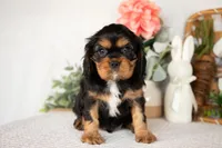 Harrison, a male Cavalier King Charles Spaniel for sale in Shipshewana, IN – Photo 2 of 4