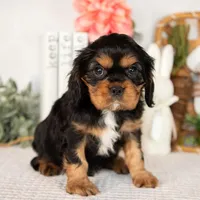 Harrison, a male Cavalier King Charles Spaniel for sale in Shipshewana, IN – Photo 2 of 4