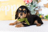 Adeline, a female Cavalier King Charles Spaniel for sale in Shipshewana, IN – Photo 1 of 5