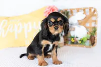Adeline, a female Cavalier King Charles Spaniel for sale in Shipshewana, IN – Photo 3 of 5