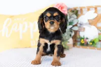 Adeline, a female Cavalier King Charles Spaniel for sale in Shipshewana, IN – Photo 4 of 5