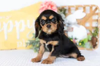 Adeline, a female Cavalier King Charles Spaniel for sale in Shipshewana, IN – Photo 2 of 5
