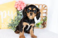 Adeline, a female Cavalier King Charles Spaniel for sale in Shipshewana, IN – Photo 5 of 5