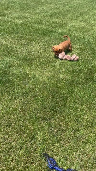 Ranger, a male Cavalier King Charles Spaniel for sale in Shipshewana, IN – 5 of 5