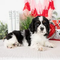 Mason, a male Cocker Spaniel for sale in Shipshewana, IN – Photo 5 of 5