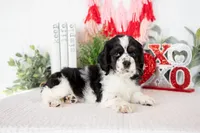 Mason, a male Cocker Spaniel for sale in Shipshewana, IN – Photo 4 of 5