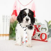 Mason, a male Cocker Spaniel for sale in Shipshewana, IN – Photo 2 of 5