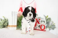 Mason, a male Cocker Spaniel for sale in Shipshewana, IN – Photo 1 of 5