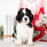 Mason, a male Cocker Spaniel for sale in Shipshewana, IN – Photo 4 of 5