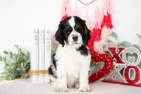 Mason, a male Cocker Spaniel for sale in Shipshewana, IN – Photo 3 of 5