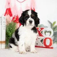 Mason, a male Cocker Spaniel for sale in Shipshewana, IN – Photo 3 of 5