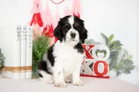 Mason, a male Cocker Spaniel for sale in Shipshewana, IN – Photo 2 of 5