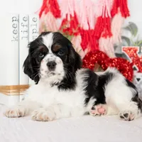 Mason, a male Cocker Spaniel for sale in Shipshewana, IN – Photo 1 of 5