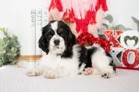 Mason, a male Cocker Spaniel for sale in Shipshewana, IN – Photo 5 of 5