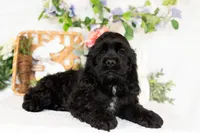 Walker, a male Cocker Spaniel for sale in Shipshewana, IN – Photo 3 of 4