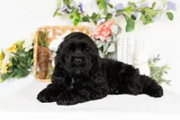 Walker, a male Cocker Spaniel for sale in Shipshewana, IN – Photo 2 of 4