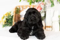 Walker, a male Cocker Spaniel for sale in Shipshewana, IN – Photo 4 of 4