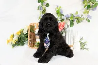 Walker, a male Cocker Spaniel for sale in Shipshewana, IN – Photo 1 of 4