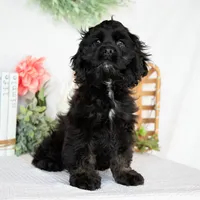 Lance, a male Cocker Spaniel for sale in Shipshewana, IN – Photo 4 of 4