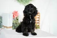 Lance, a male Cocker Spaniel for sale in Shipshewana, IN – Photo 4 of 4