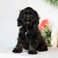 Lance, a male Cocker Spaniel for sale in Shipshewana, IN – Photo 1 of 4