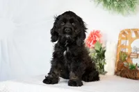 Lance, a male Cocker Spaniel for sale in Shipshewana, IN – Photo 3 of 4
