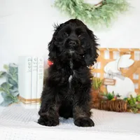 Lance, a male Cocker Spaniel for sale in Shipshewana, IN – Photo 3 of 4