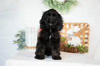 Lance, a male Cocker Spaniel for sale in Shipshewana, IN – Photo 2 of 4