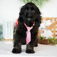 Lance, a male Cocker Spaniel for sale in Shipshewana, IN – Photo 2 of 4