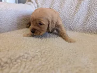 processed/66ee401e-54cf-4749-a757-8baffe376bed/listing/531eead9-f7eb-4ad5-9cc6-6496851931a6/0f9420d4-cae6-404c-86fb-81ce9392b0a1