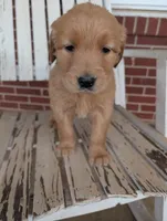 Rosie, a female Golden Retriever for sale in Westminster, SC – Photo 2 of 5