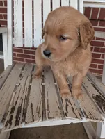 Rosie, a female Golden Retriever for sale in Westminster, SC – Photo 3 of 5
