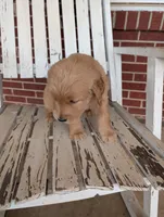 Rosie, a female Golden Retriever for sale in Westminster, SC – Photo 4 of 5