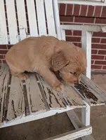 Rosie, a female Golden Retriever for sale in Westminster, SC – Photo 5 of 5